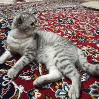 گربه اسکاتیش فولد، سیلور ،نقره ای