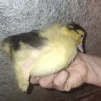 جوجه اردک خارجی یک ماهه