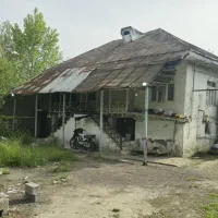 درخت گردو/ دوهکتار خانه محوطه و شالیزار سنتی