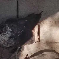 غاز مرغ اردک روسی بوقلمون|حیوانات مزرعه|چیتاب, |دیوار