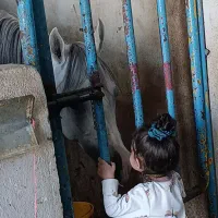 نریان عرب دوسر هفت ساله سفید