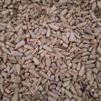 مغز آفتابگردان تازه روغنی