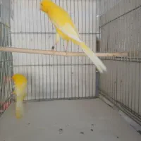 تعدادی قناری بلند رسمی پلاک دار حدود ۲۲جفت|پرنده|قنوات, |دیوار