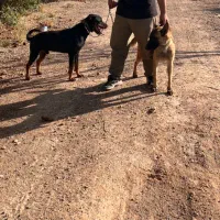 واگذازی سگ روتوایلر ،مالینویز