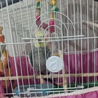 عروس هلندی نر