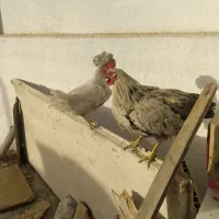 مرغ و خروس|حیوانات مزرعه|فردیس, شهرک ناز|دیوار