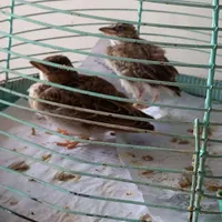 سهره