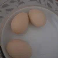 تخم لاری نطفه دار
