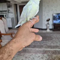 عروس لوتیتو