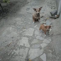سگ‌پاکوتاه