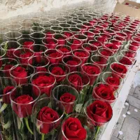 گل رز تک شاخه ، شیشه استوانه ۳۰ سانتی ، بازار گل|گل و گیاه طبیعی|تهران, بازار گل خاوران|دیوار