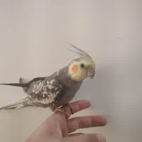 عروس هلندی سخنگو