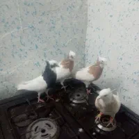 کبوتر|پرنده|شیراز, اکبر آباد|دیوار