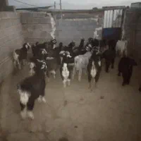 25راس کهره نر سبک وزن