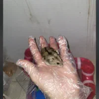 همستر خانگی