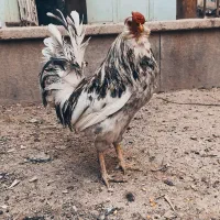 مرغ و خروس گلین
