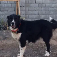 قدرجونی|سگ|اصفهان, درب کوشک|دیوار