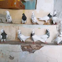 کفتر طوقی شازد