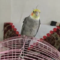 عروس هلندی نر ..بوس بده میگه یکسالش نشده