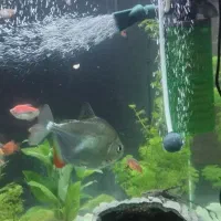 ماهی و اکواریوم|ماهی|تهران, مرزداران|دیوار