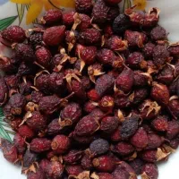 گل نسترن