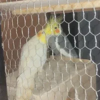 فروش عروس هلندی