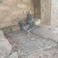 کبوتر|پرنده|خرامه, |دیوار