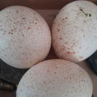 تخم بوقلمون نطفه دار