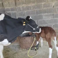 گاوهلشتاین با گوساله ماده