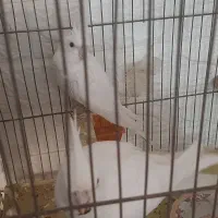 عروس هلندی