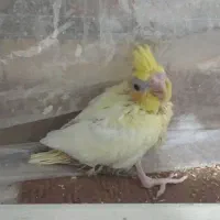 عروس هلندی لوتینو چشم شرابی