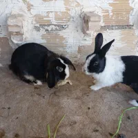 خرگوش لپ جفت|موش و خرگوش|بجنورد, |دیوار