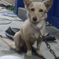 فروش  سگ آپارتمانی(اشپیتزـتریر۳س،۲س|سگ|مهریز, |دیوار