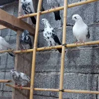 کبوتر پرشی|پرنده|رشت, بیجارپس|دیوار