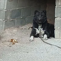 سگ‌ نگهبان