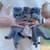 اسکاتیش بلک گلد