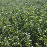 یونجه درجه یک و سیلو|عمدهفروشی|دشتابی, |دیوار