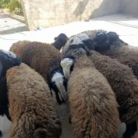 12راس بره شیرمست شالی لاغر استخوان درشت|حیوانات مزرعه|قزوین, |دیوار