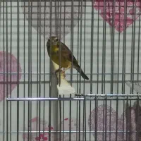 تعدادی سهره و گل بسر قناری