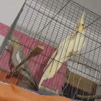 یه جفت عروس هلندی اهلی