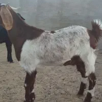 بزغاله ماده