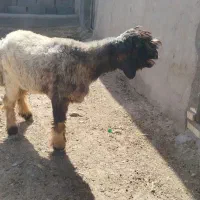 بره نژاد دار