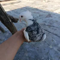 یکجفت طوقی اصیل