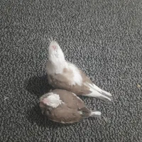 جوجه  عروس البینو رنگ خاص