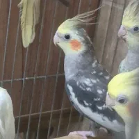 عروس هلندی های ماده