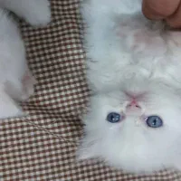 پرشین عروسکی چشم ابی|گربه|یزد, |دیوار