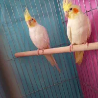 عروس هلندی لوتینو