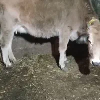 گاوابستن شکم اول