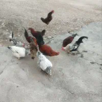 خروس محلی درجه یک|حیوانات مزرعه|کوهدشت, |دیوار