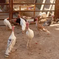 بوقلمون نر و ماده|حیوانات مزرعه|مرودشت, رودبال|دیوار